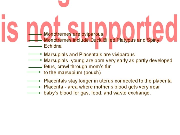 Monotremes are oviparous Monotremes include Duck Billed Platypus and Spiny Echidna Marsupials and Placentals