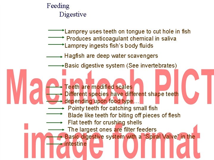 Feeding Digestive Lamprey uses teeth on tongue to cut hole in fish Produces anticoagulant