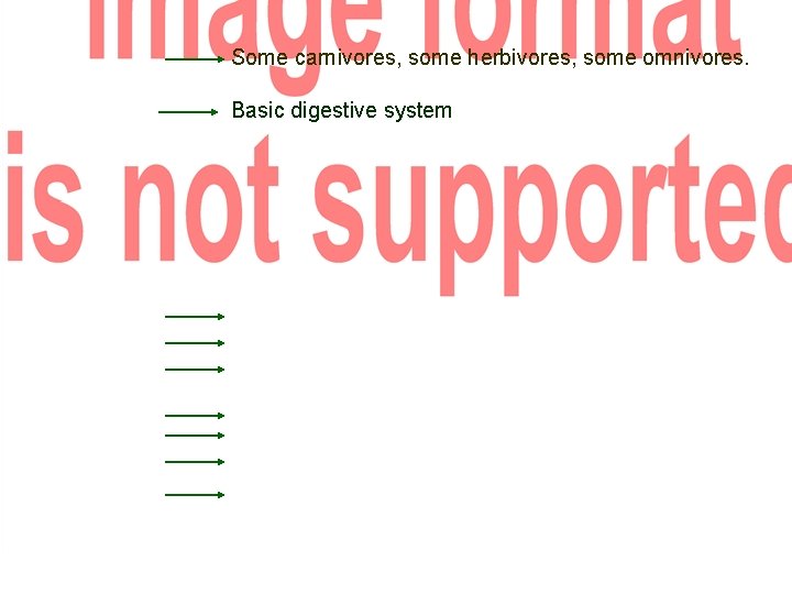 Some carnivores, some herbivores, some omnivores. Basic digestive system 