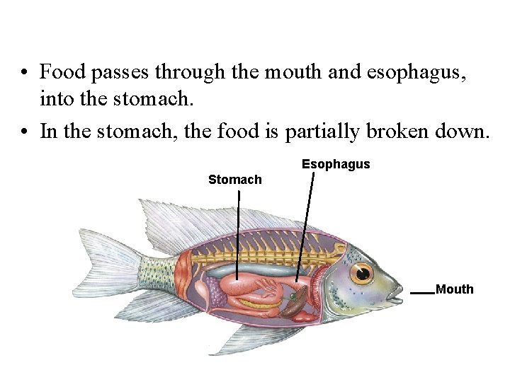  • Food passes through the mouth and esophagus, into the stomach. • In