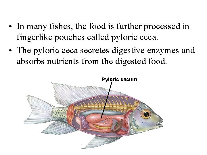  • In many fishes, the food is further processed in fingerlike pouches called