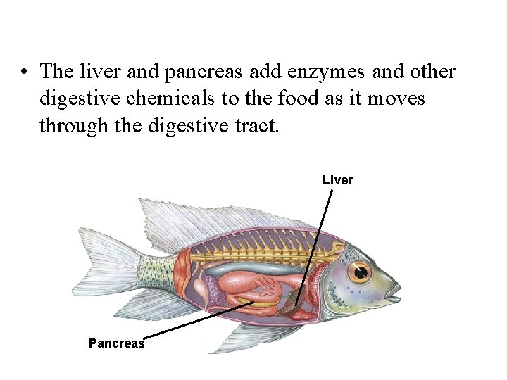  • The liver and pancreas add enzymes and other digestive chemicals to the