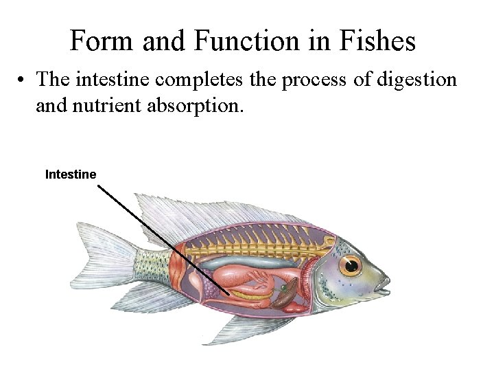 Form and Function in Fishes • The intestine completes the process of digestion and