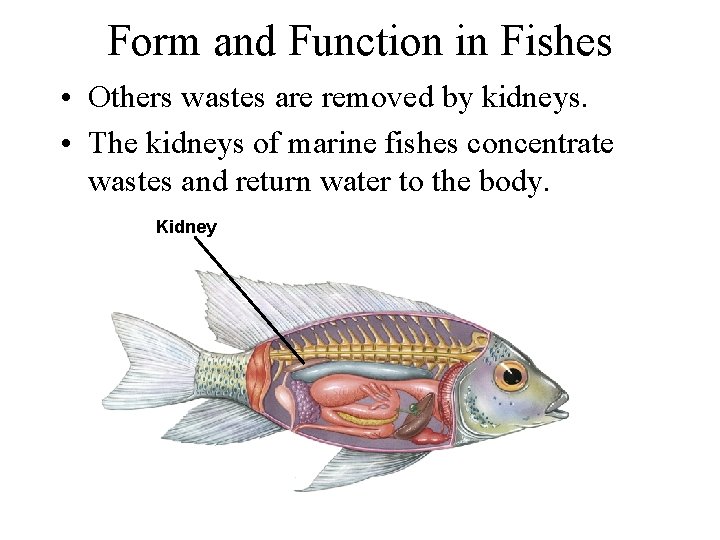 Form and Function in Fishes • Others wastes are removed by kidneys. • The