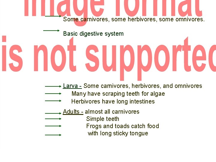 Some carnivores, some herbivores, some omnivores. Basic digestive system Larva - Some carnivores, herbivores,