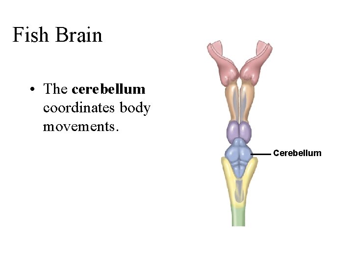 Fish Brain • The cerebellum coordinates body movements. Cerebellum 