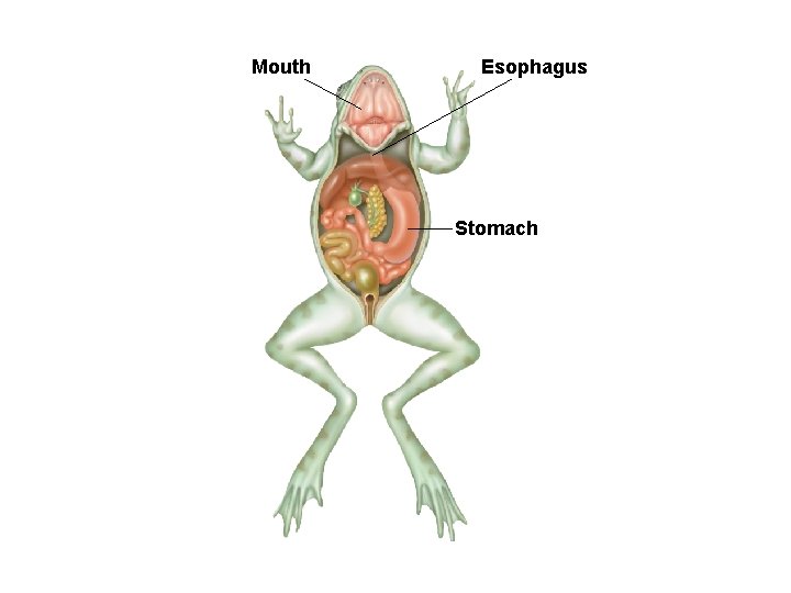 Mouth Esophagus Stomach 