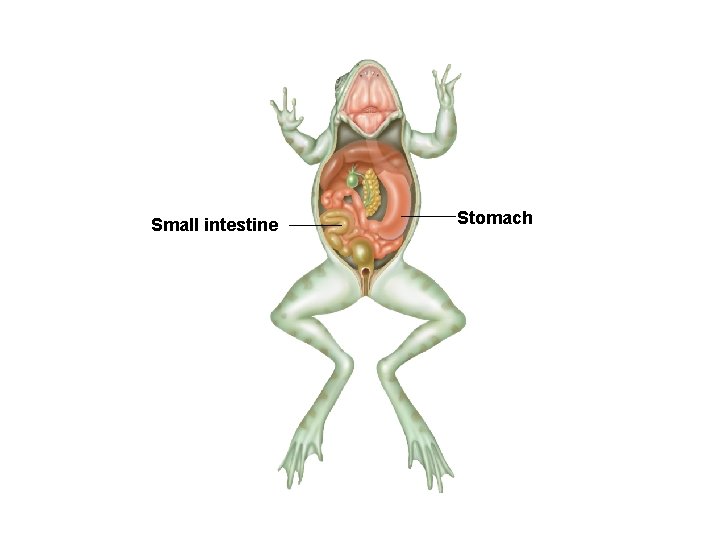 Small intestine Stomach 