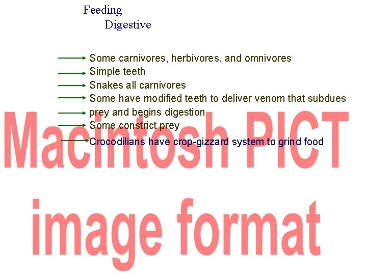 Feeding Digestive Some carnivores, herbivores, and omnivores Simple teeth Snakes all carnivores Some have