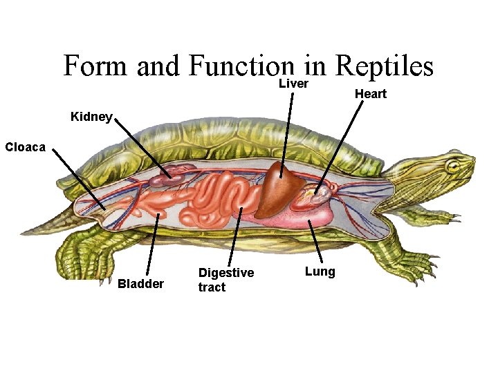 Form and Function in Reptiles Liver Heart Kidney Cloaca Bladder Digestive tract Lung 