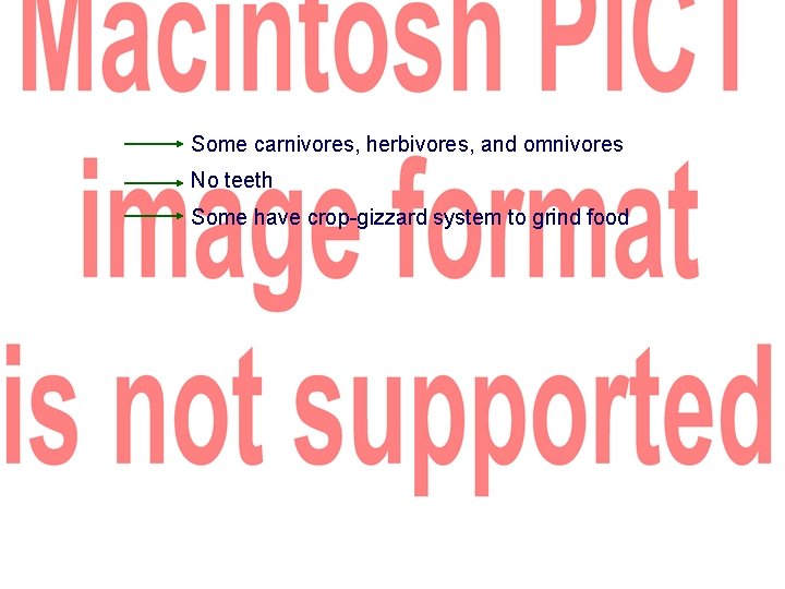 Some carnivores, herbivores, and omnivores No teeth Some have crop-gizzard system to grind food