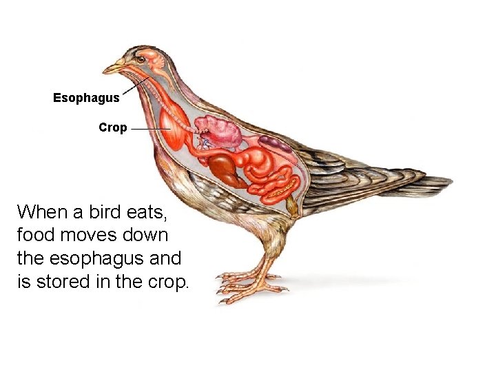 Form, Function, and Flight Esophagus Crop When a bird eats, food moves down the