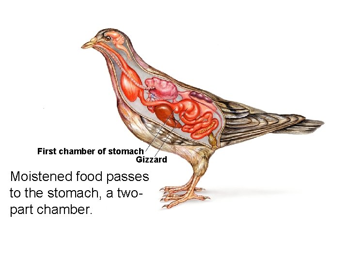 Form, Function, and Flight First chamber of stomach Gizzard Moistened food passes to the