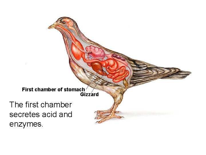 Form, Function, and Flight First chamber of stomach Gizzard The first chamber secretes acid