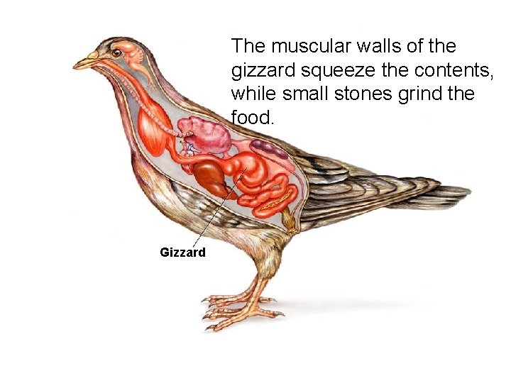 Form, The muscular walls of the gizzard and squeeze the contents, Function, Flight while