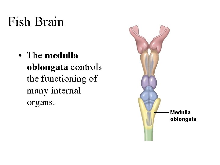 Fish Brain • The medulla oblongata controls the functioning of many internal organs. Medulla