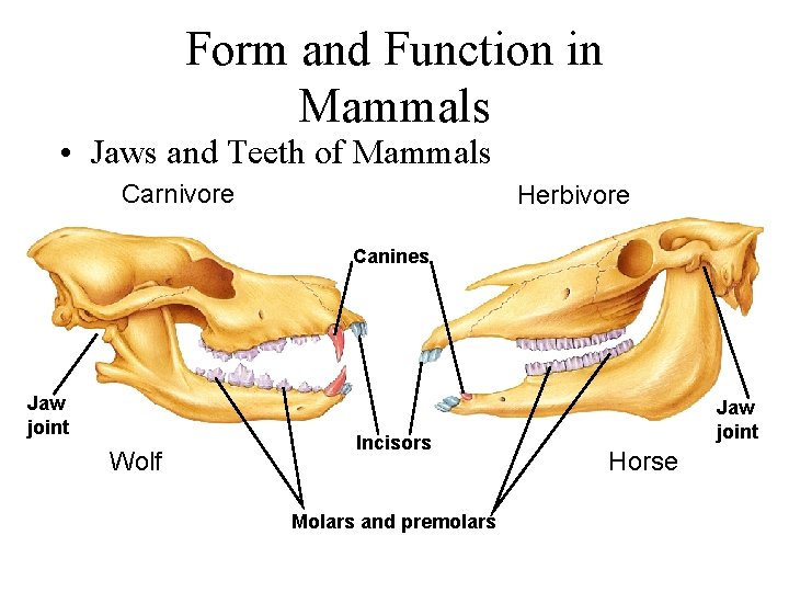 Form and Function in Mammals • Jaws and Teeth of Mammals Carnivore Herbivore Canines