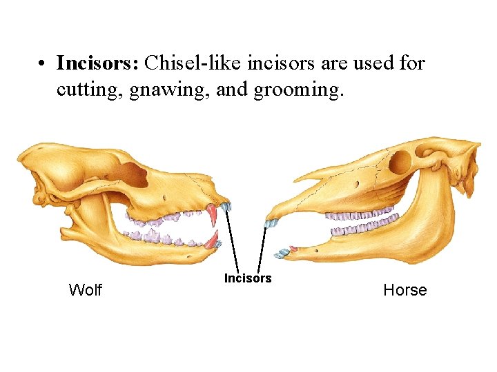  • Incisors: Chisel-like incisors are used for cutting, gnawing, and grooming. Wolf Incisors