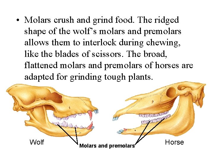  • Molars crush and grind food. The ridged shape of the wolf’s molars