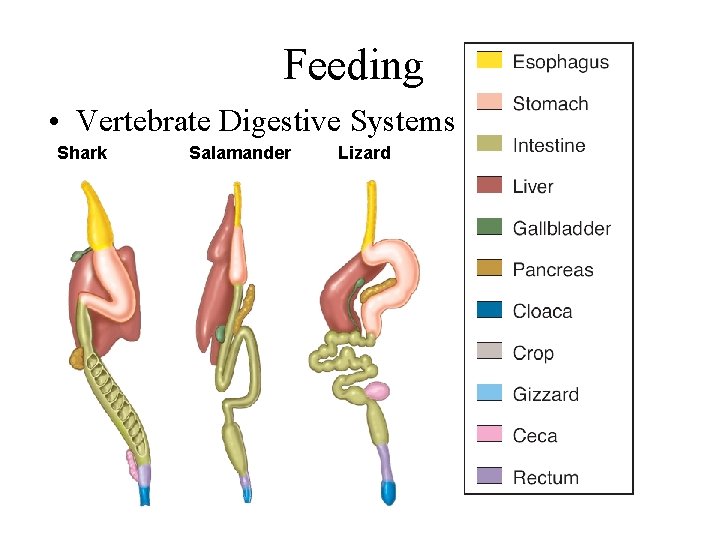 Feeding • Vertebrate Digestive Systems Shark Salamander Lizard 