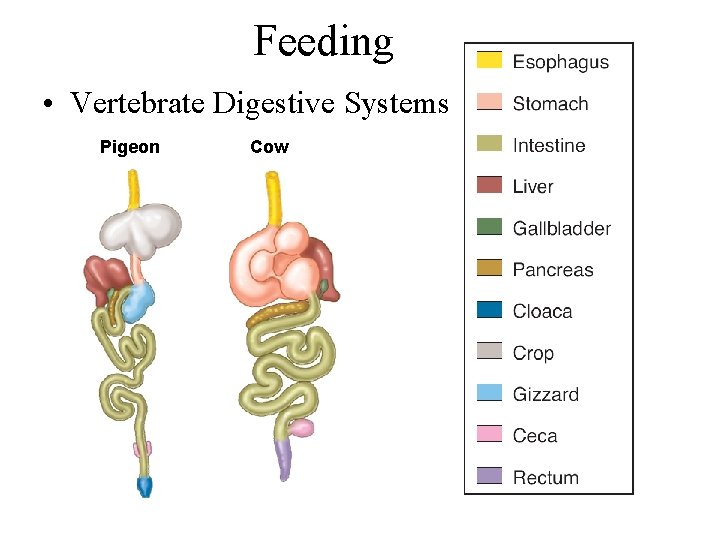Feeding • Vertebrate Digestive Systems Pigeon Cow 