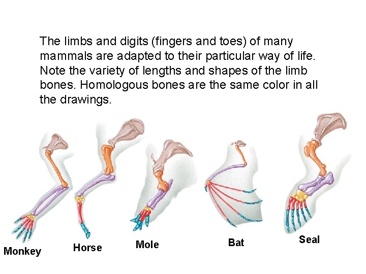 The limbs and digits (fingers and toes) of many mammals are adapted to their