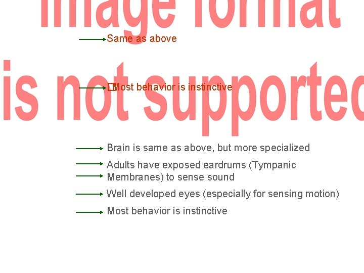 Same as above � Most behavior is instinctive Brain is same as above, but