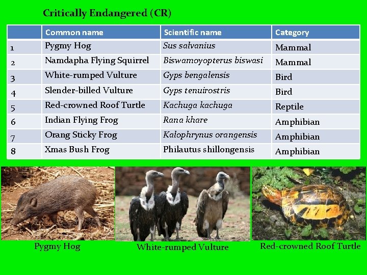 Critically Endangered (CR) Scientific name Sus salvanius Category 1 Common name Pygmy Hog 2