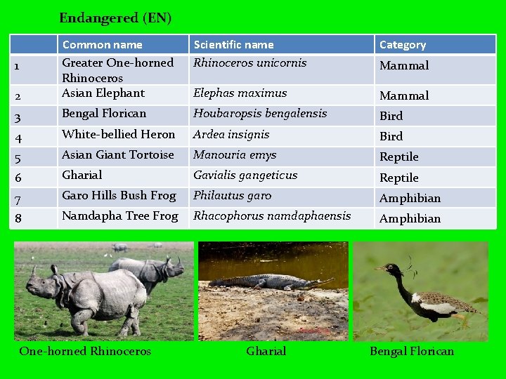 Endangered (EN) Scientific name Rhinoceros unicornis Category 2 Common name Greater One-horned Rhinoceros Asian