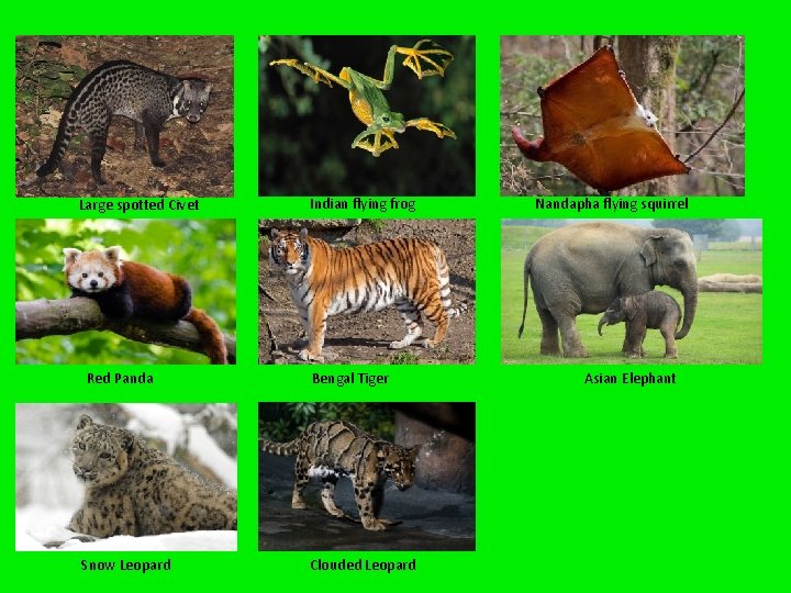 Large spotted Civet Red Panda Snow Leopard Indian flying frog Bengal Tiger Clouded Leopard