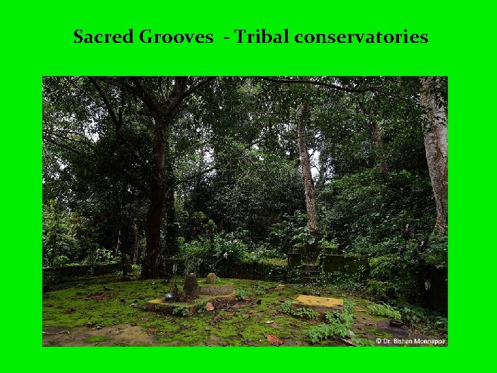 Sacred Grooves - Tribal conservatories 