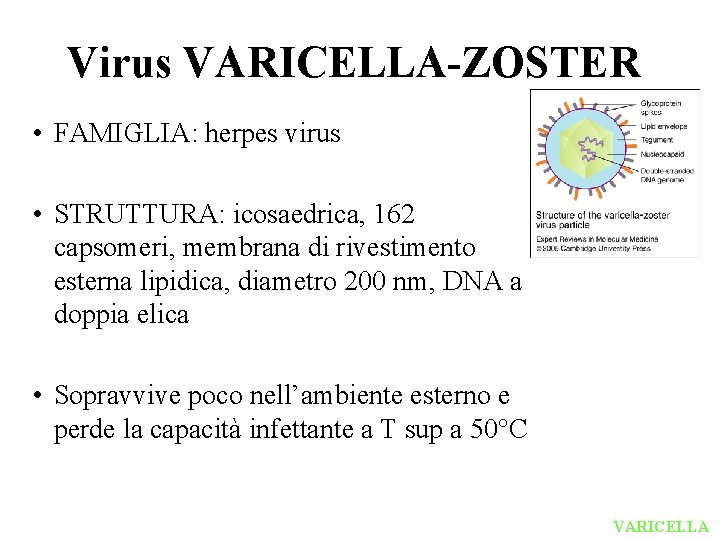 Virus VARICELLA-ZOSTER • FAMIGLIA: herpes virus • STRUTTURA: icosaedrica, 162 capsomeri, membrana di rivestimento