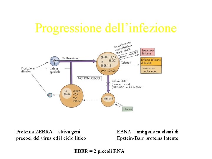 Progressione dell’infezione Proteina ZEBRA = attiva geni precoci del virus ed il ciclo litico