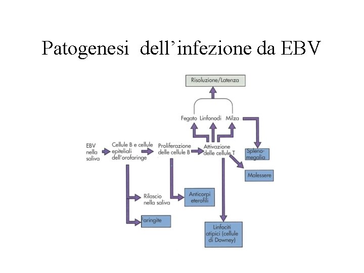 Patogenesi dell’infezione da EBV 