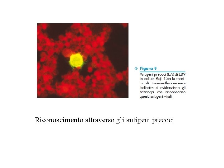 Riconoscimento attraverso gli antigeni precoci 