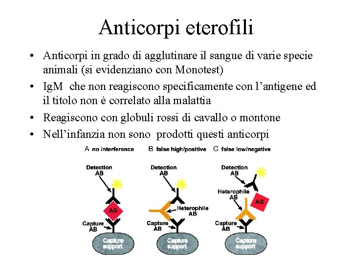 Anticorpi eterofili • Anticorpi in grado di agglutinare il sangue di varie specie animali