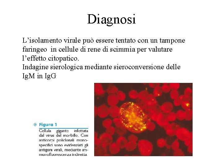 Diagnosi L’isolamento virale può essere tentato con un tampone faringeo in cellule di rene