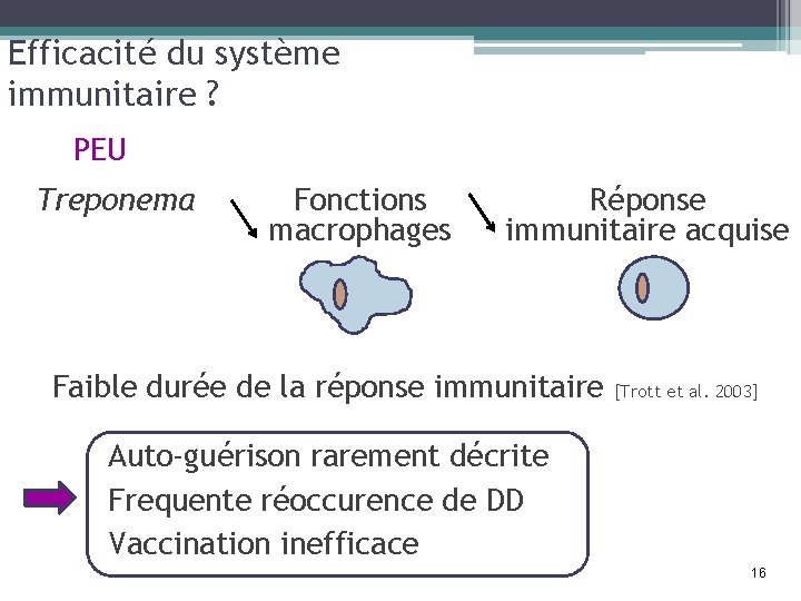 Efficacité du système immunitaire ? PEU Treponema Fonctions macrophages Réponse immunitaire acquise Faible durée