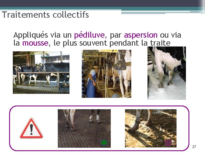 Traitements collectifs Appliqués via un pédiluve, par aspersion ou via la mousse, le plus