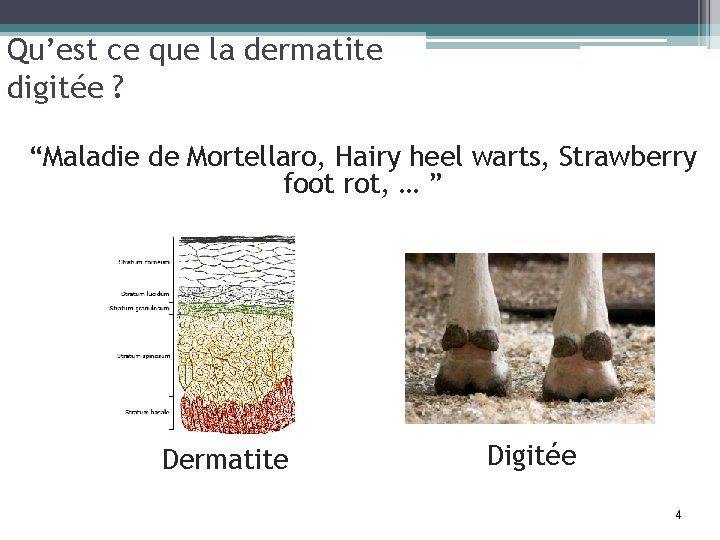 Qu’est ce que la dermatite digitée ? “Maladie de Mortellaro, Hairy heel warts, Strawberry