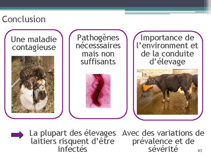 Conclusion Une maladie contagieuse Pathogènes nécesssaires mais non suffisants Importance de l’environment et de