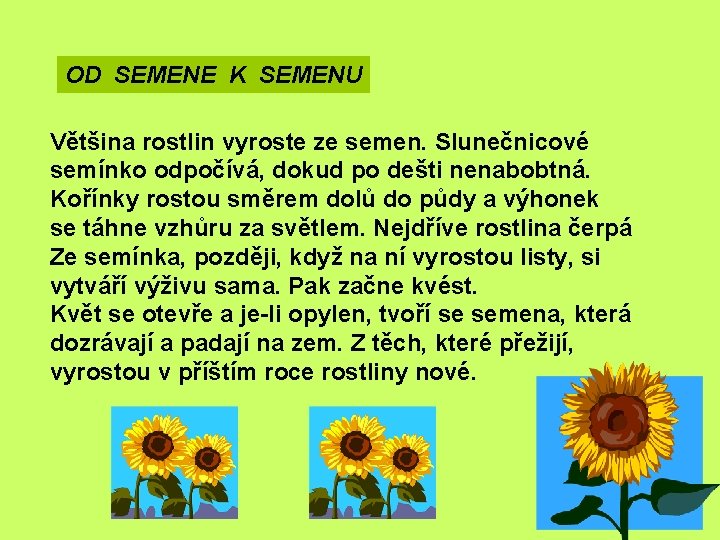 OD SEMENE K SEMENU Většina rostlin vyroste ze semen. Slunečnicové semínko odpočívá, dokud po