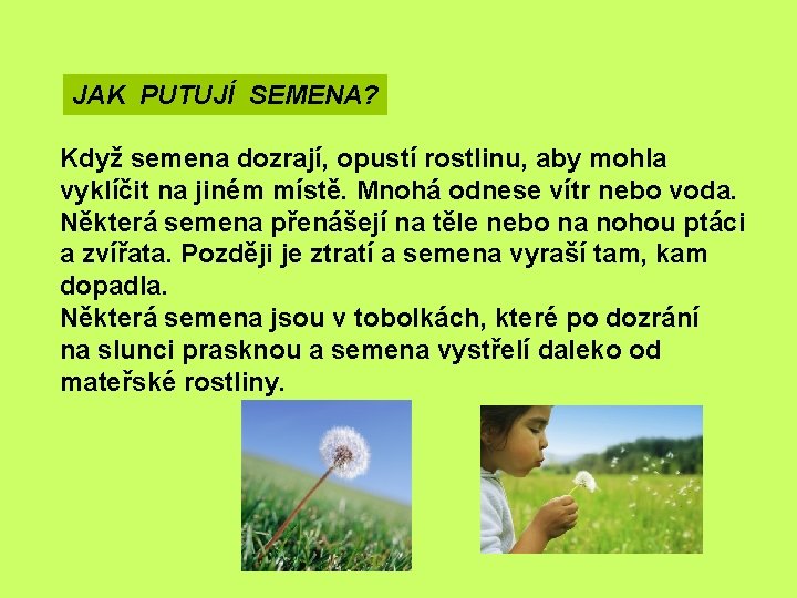 JAK PUTUJÍ SEMENA? Když semena dozrají, opustí rostlinu, aby mohla vyklíčit na jiném místě.