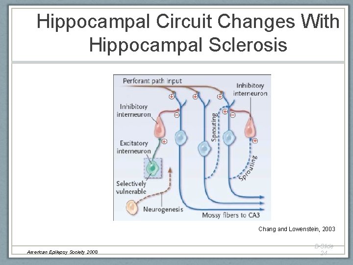 Hippocampal Circuit Changes With Hippocampal Sclerosis Chang and Lowenstein, 2003 American Epilepsy Society 2008