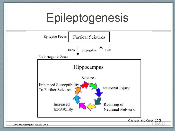 Epileptogenesis American Epilepsy Society 2008 Cavazos and Cross, 2006 B-Slide 25 