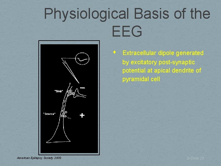 Physiological Basis of the EEG American Epilepsy Society 2008 Extracellular dipole generated by excitatory Physiological Basis of the EEG American Epilepsy Society 2008 Extracellular dipole generated by excitatory