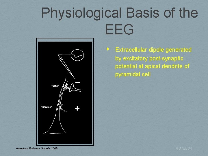 Physiological Basis of the EEG American Epilepsy Society 2008 Extracellular dipole generated by excitatory