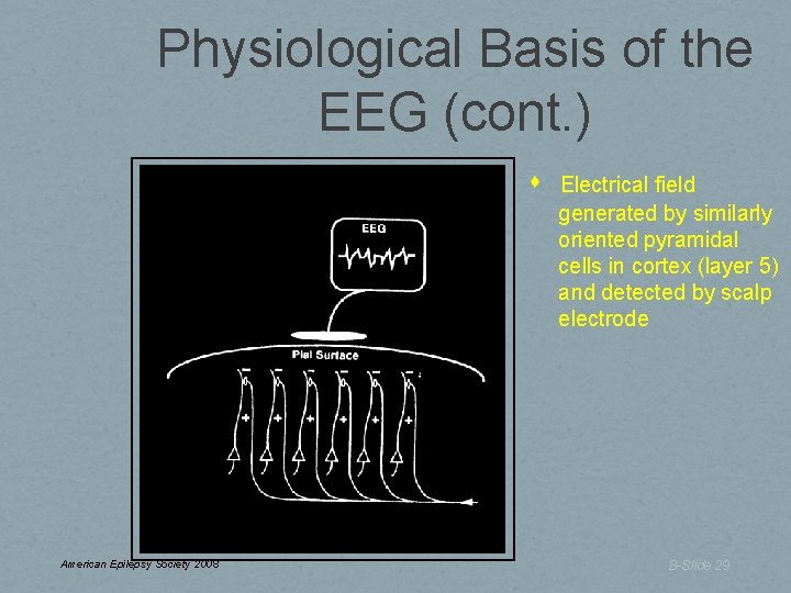 Physiological Basis of the EEG (cont. ) American Epilepsy Society 2008 Electrical field generated Physiological Basis of the EEG (cont. ) American Epilepsy Society 2008 Electrical field generated