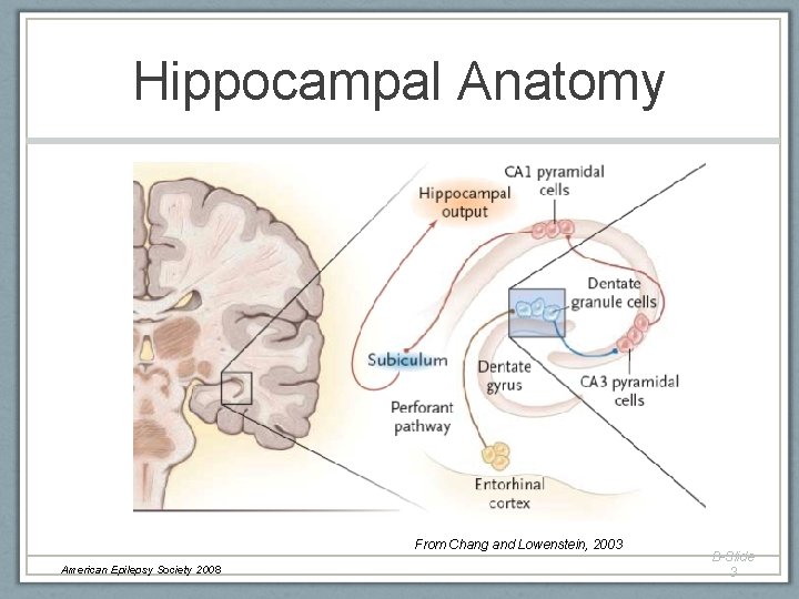 Hippocampal Anatomy From Chang and Lowenstein, 2003 American Epilepsy Society 2008 B-Slide 3 