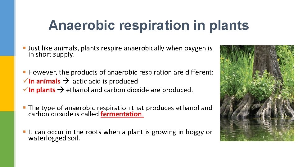 Anaerobic respiration in plants § Just like animals, plants respire anaerobically when oxygen is